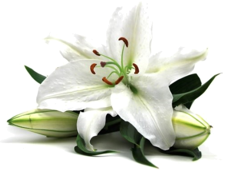 Mistrella beauty flower
